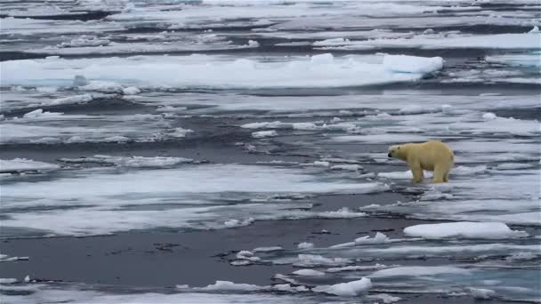Lední Medvěd Kráčí Rozbitém Mořském Ledu — Stock video