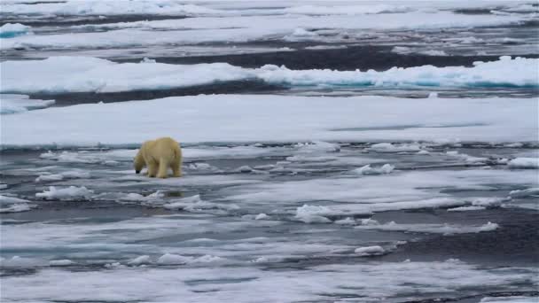 Белый Медведь Ходит Разбитым Морским Льдам — стоковое видео