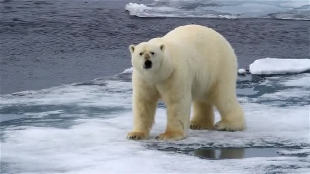 Ours Polaire Marchant Sur Glace Mer Brisée — Video