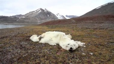 Kutup ayısı leşi, yakın çekim, kutup ayısı yiyecek olmadan karada mahsur kalmış, İzlanda 'nın kutup bölgesi, Svalbard