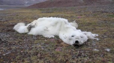 Kutup ayısı leşi, yakın çekim, kutup ayısı yiyecek olmadan karada mahsur kalmış, İzlanda 'nın kutup bölgesi, Svalbard