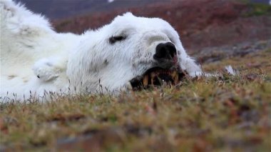 Kutup ayısı leşi, yakın çekim, kutup ayısı yiyecek olmadan karada mahsur kalmış, İzlanda 'nın kutup bölgesi, Svalbard