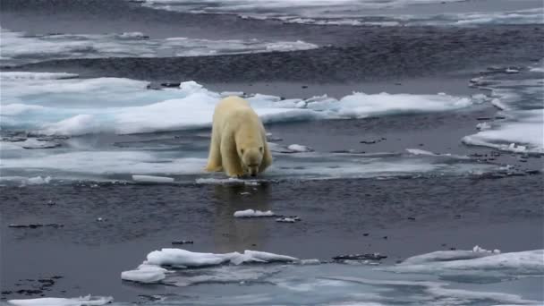 Urso Polar Andando Sobre Gelo Marinho Quebrado — Vídeo de Stock
