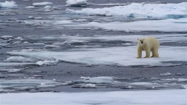 Jegesmedve a törött tengeri jégen sétál