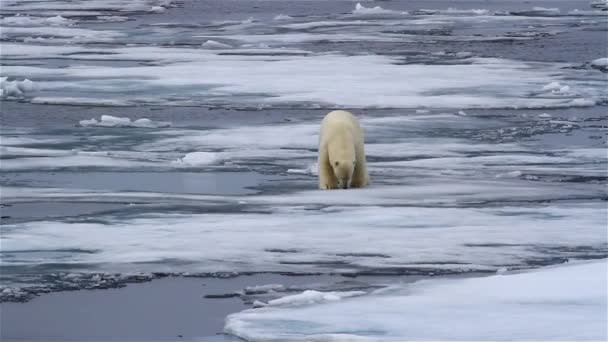Білий Ведмідь Ходить Зламаному Морському Льоду — стокове відео