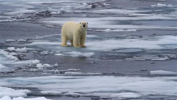 Білий Ведмідь Ходить Зламаному Морському Льоду — стокове відео