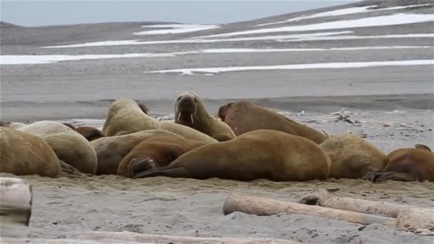 Walrus Herd Sunbaing Арктичному Пляжі Закрийте Шпіцберген — стокове відео