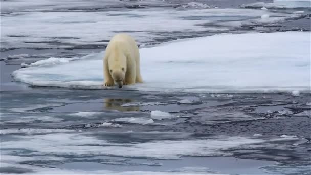 北极熊在破碎的海冰上行走 — 图库视频影像