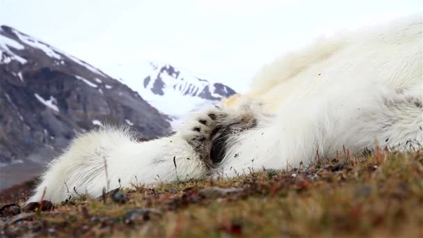 Urso Polar Carcaça Corpo Morto Close Urso Polar Encalhado Terra — Vídeo de Stock