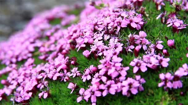 Saxifrage Fleurs Arctiques Svalbard — Video