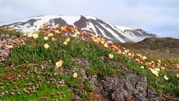 Steenbreek Arctische Bloemen Spitsbergen — Stockvideo