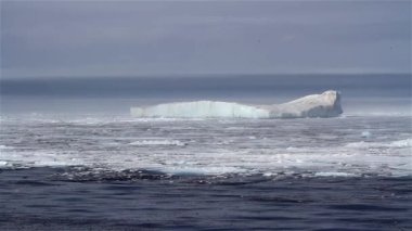 Büyük Buzdağı Kuzey Kutbu, Buz Denizi 'nde Yüzüyor