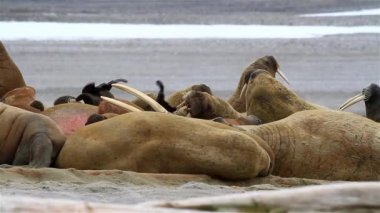 Kutup sahillerinde güneşlenen deniz aygırı sürüsü. Yaklaş, Svalbard.
