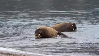 Kutup sahillerinde güneşlenen deniz aygırı sürüsü. Yaklaş, Svalbard.