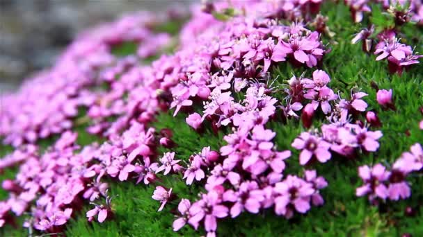 Saxifrage Arktické Květiny Svalbard — Stock video