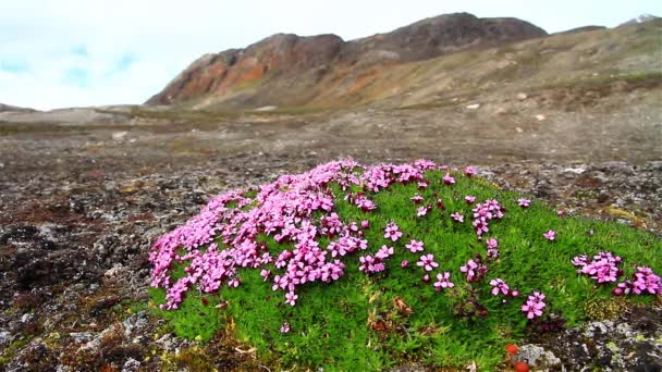 Saxifrage Arktické Květiny Svalbard — Stock video