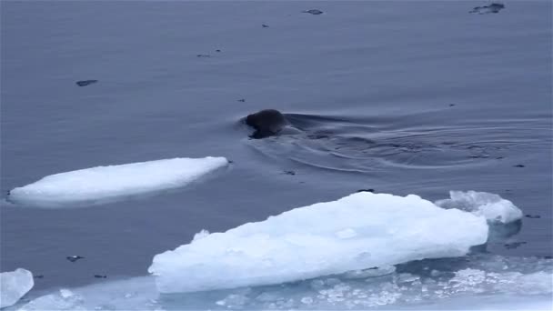 Zeehonden Zwemmen Zee Ijs Noordpool — Stockvideo