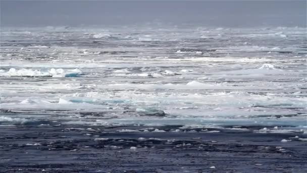 Mare Artico Grandi Pezzi Ghiaccio Polo Nord Svalbard — Video Stock