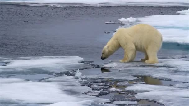 Eisbär läuft auf gebrochenem Meereis