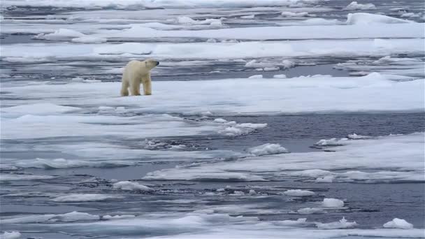 Urso Polar Andando Sobre Gelo Marinho Quebrado — Vídeo de Stock