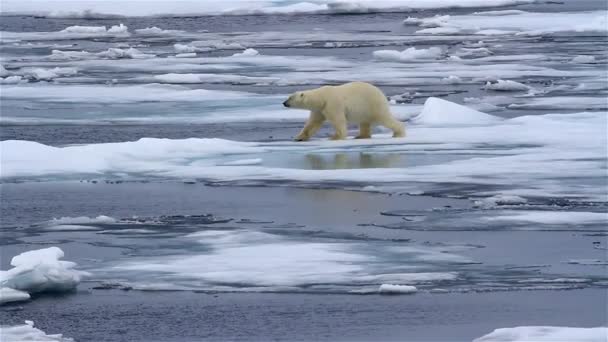 Oso Polar Caminando Sobre Hielo Roto — Vídeo de stock
