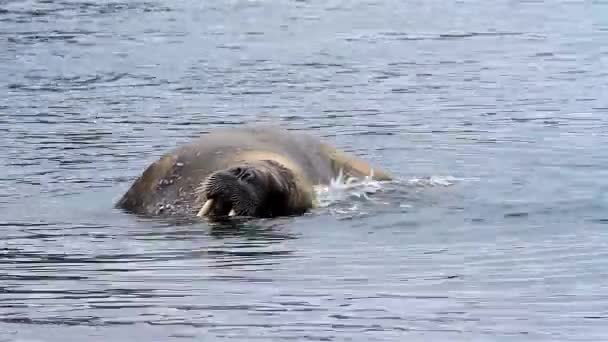 Walrus Stier Het Water Krabben Spitsbergen — Stockvideo