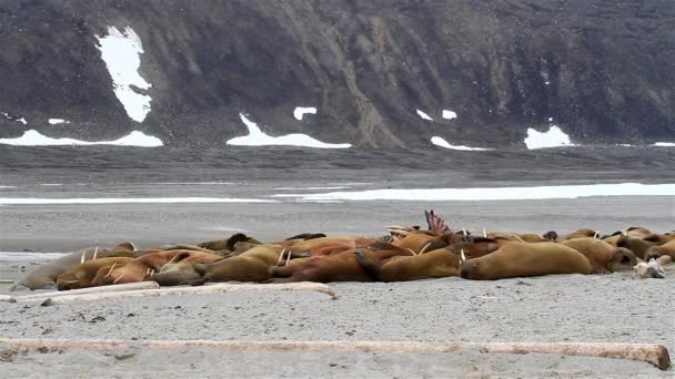 Walrossherde Sonnt Sich Arktischen Strand Nahaufnahme Spitzbergen — Stockvideo