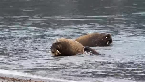 Walrus Besättning Sola Arktisk Strand Närbild Svalbard — Stockvideo