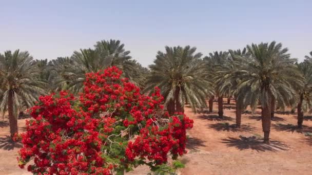 Літаючи Над Erythrina Coralloides Пальмовими Деревами Dead Seaair Вид Erythrina — стокове відео