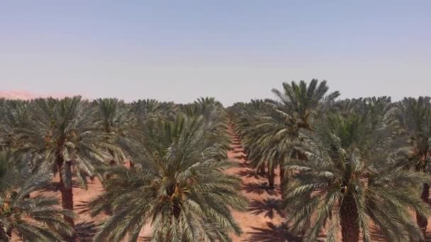 在死海的棕榈树上飞翔以色列死海棕榈树的空中景观 — 图库视频影像