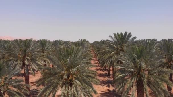 Survoler Les Palmiers Mer Morte Vue Aérienne Des Palmiers Mer — Video