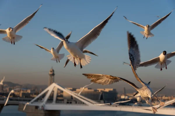 Möwen Fliegen Mittelmeer Vor Himmel Und Wolken — Stockfoto
