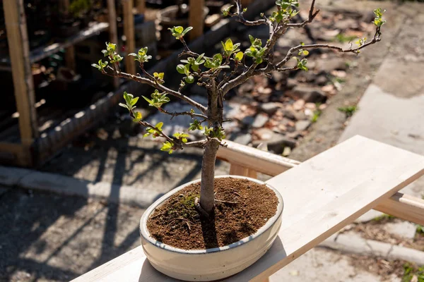 Bonsai ya da minyatür ağaçlar, uzun yıllar boyunca kasten cüce olarak saklanırlar, kökleri budar ve küçültürler.