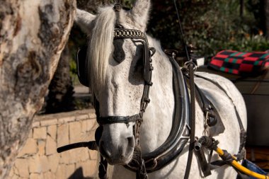 At arabası bekliyor.