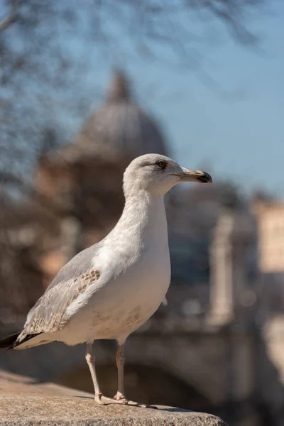 Seagull Wall Background City Rome — Stock Photo, Image