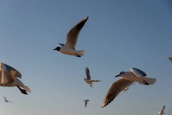 Gaivotas Voando Mar Mediterrâneo Com Fundo Céu Nuvens — Fotografia de Stock