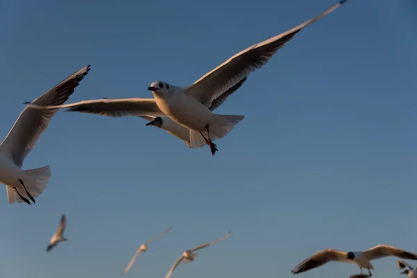 Mouettes Volant Dans Mer Méditerranée Avec Fond Ciel Nuages — Photo