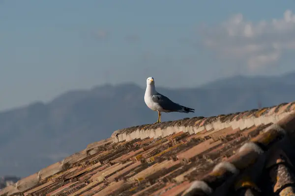 Eine Möwe Auf Einem Dach — Stockfoto