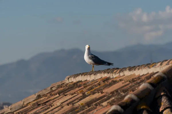 Seagull Roof House — Stock Photo, Image