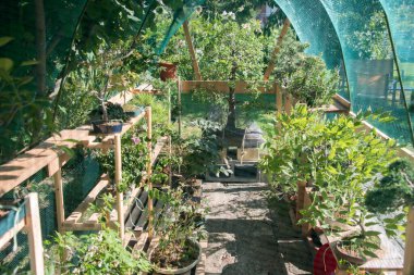 Geniş pencereli bir seranın içi