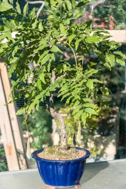 Bonsai minyatür ağaçlardır. Kökleri budarak ve küçülterek yıllarca kasten cüce olarak saklanırlar.