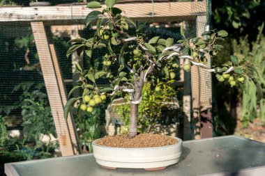 Bonsai minyatür ağaçlardır. Kökleri budarak ve küçülterek yıllarca kasten cüce olarak saklanırlar.