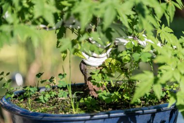Bonsai minyatür ağaçlardır. Kökleri budarak ve küçülterek yıllarca kasten cüce olarak saklanırlar.