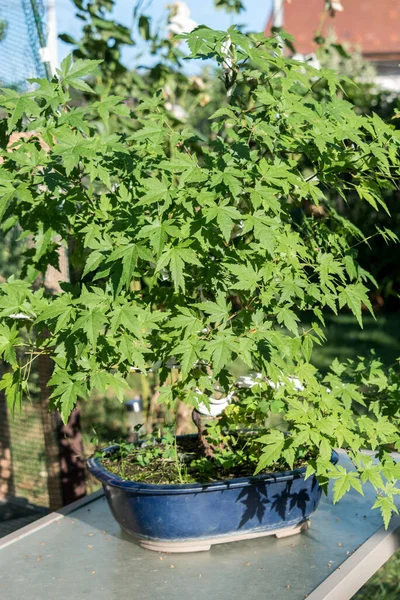 Bonsai minyatür ağaçlardır. Kökleri budarak ve küçülterek yıllarca kasten cüce olarak saklanırlar.