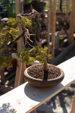 Bonsai minyatür ağaçlardır. Kökleri budarak ve küçülterek yıllarca kasten cüce olarak saklanırlar.