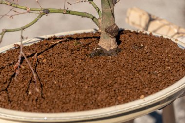 Bonsai minyatür ağaçlardır. Kökleri budarak ve küçülterek yıllarca kasten cüce olarak saklanırlar.