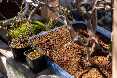 Bonsai minyatür ağaçlardır. Kökleri budarak ve küçülterek yıllarca kasten cüce olarak saklanırlar.