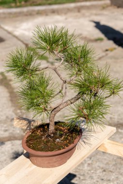 Bonsai minyatür ağaçlardır. Kökleri budarak ve küçülterek yıllarca kasten cüce olarak saklanırlar.