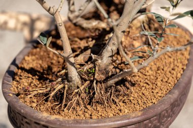 Bonsai minyatür ağaçlardır. Kökleri budarak ve küçülterek yıllarca kasten cüce olarak saklanırlar.