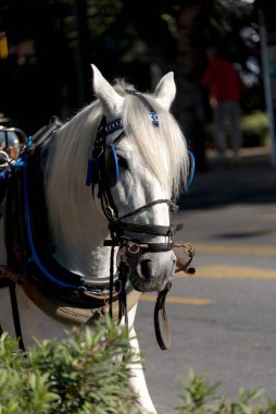 At gözlüklü atlar bekliyor.